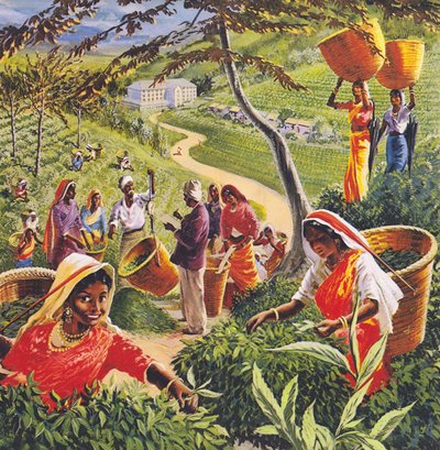 Plantación de té en Ceilán, años 60 de English School